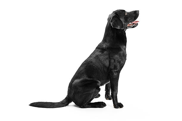 Black Labrador sitting Black Labrador on white background black labrador stock pictures, royalty-free photos & images