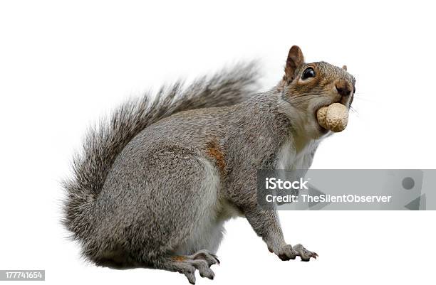 Graue Eichhörnchen Isoliert Auf Weiss Stockfoto und mehr Bilder von Eichhörnchen - Gattung - Eichhörnchen - Gattung, Grauhörnchen, Weißer Hintergrund