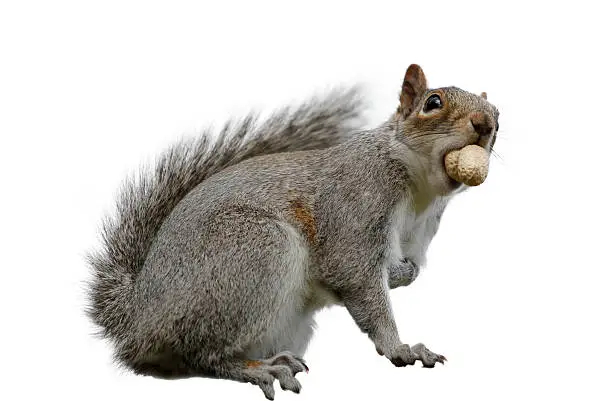 "Eastern gray squirrel or grey squirrel (Sciurus carolinensis) caught with a peanut in its mouth. Isolated on white. Native to United States of America it has been introduced to Britain, where it is classed as a pest, since it has few natural predators. It is larger and stronger than the native red squirrel and is blamed for the displacement of the latter."