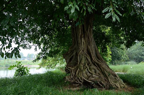 Banyan tree of 1000 years old stock photo