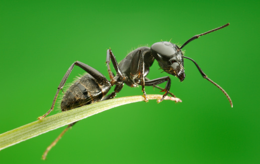 Ant on grass blade over green background, from below view
