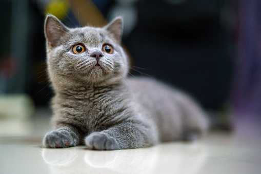 A curious grey, smoky-furred British kitten at home