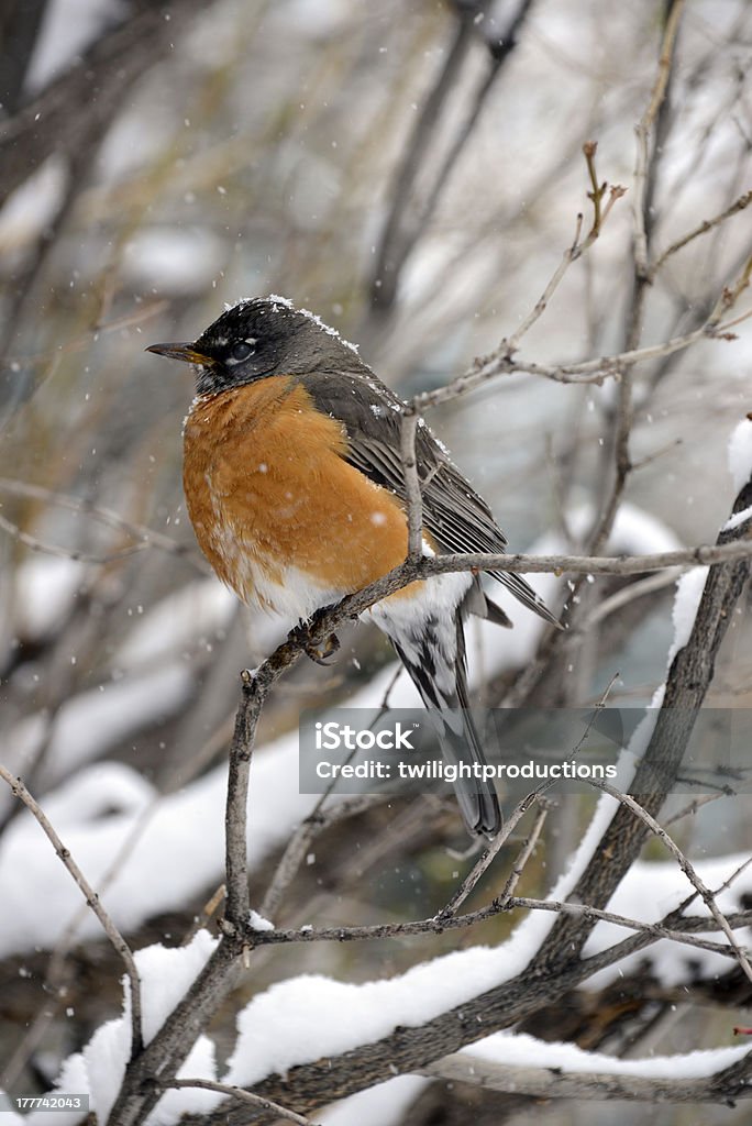 Jolie Robin dans la neige - Photo de Animaux à l'état sauvage libre de droits