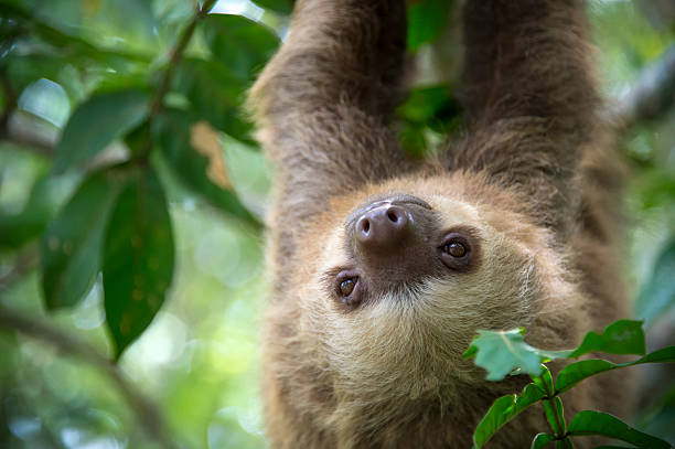 due toed accidia - tropical rainforest rainforest costa rica tree area foto e immagini stock