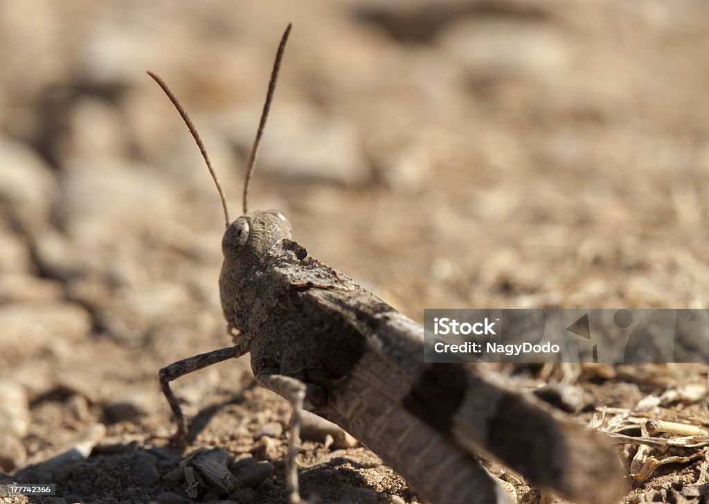 Zbliżenie brązowy locust - Zbiór zdjęć royalty-free (Bez ludzi)