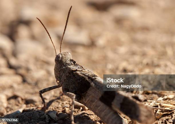 Foto de Brown Locust Closeup e mais fotos de stock de Animal - Animal, Animal selvagem, Antena - Parte do corpo animal