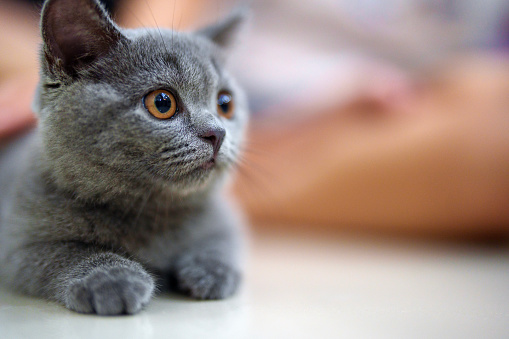 A curious grey, smoky-furred British kitten at home