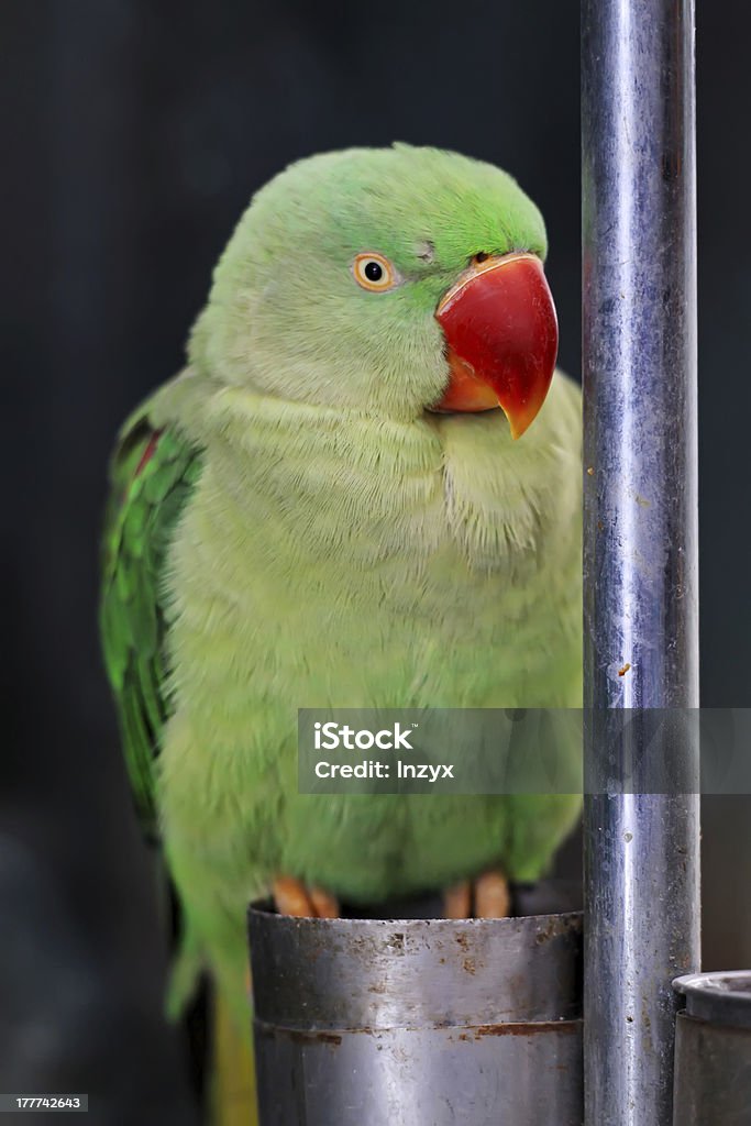 parrot - Lizenzfrei Einzelner Gegenstand Stock-Foto