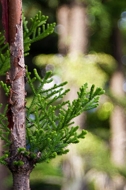 pine hojas de - piny fotografías e imágenes de stock