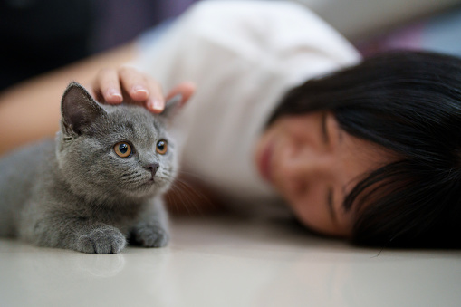 A woman's hand stroking a grey, smoky-furred British kitten at home