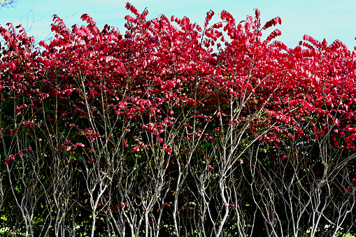 Bright red leaves top a Burning Bush plant along a country road in rural Virginia.