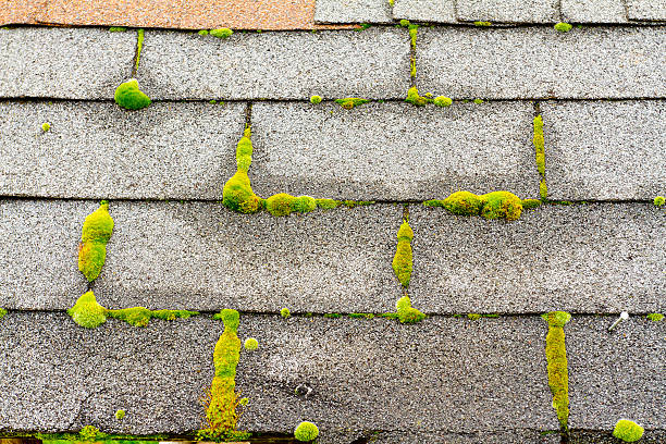 Moss on House Roof stock photo