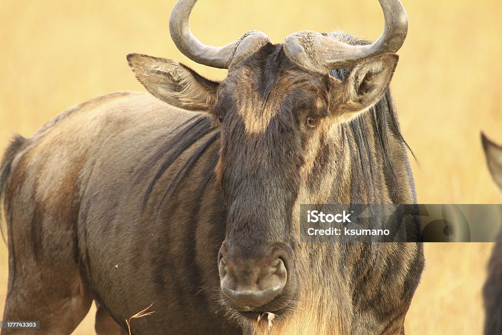 Gnu dalla barba bianca - Foto stock royalty-free di Africa