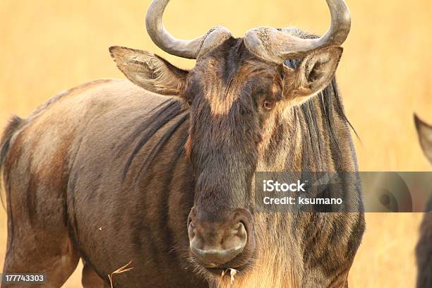 Gnu Dalla Barba Bianca - Fotografie stock e altre immagini di Africa - Africa, Ambientazione esterna, Animale