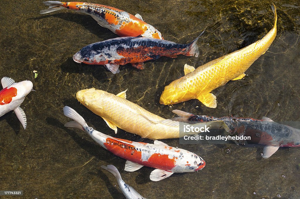 Große Schule von japanischen Koi Fische in Teich - Lizenzfrei Zierkarpfen Stock-Foto