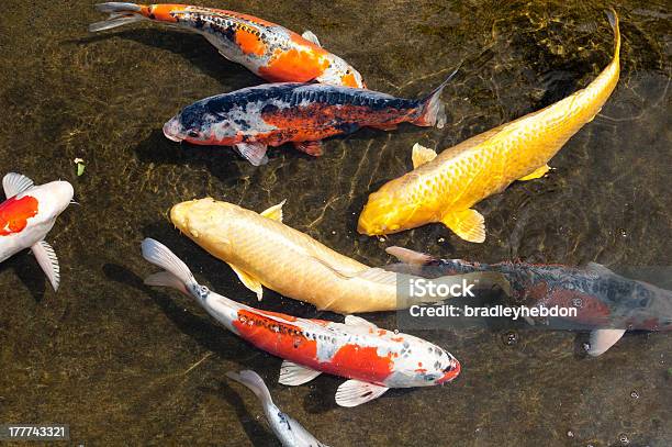 Große Schule Von Japanischen Koi Fische In Teich Stockfoto und mehr Bilder von Zierkarpfen - Zierkarpfen, Fisch, Karpfen