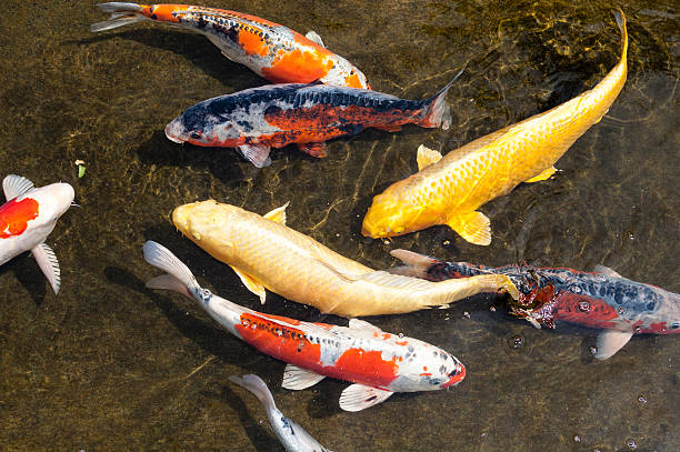 Diversas la escuela de peces Koi japoneses nadando juntos en el estanque - foto de stock