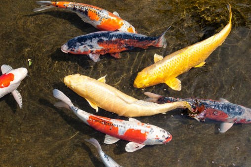 Diverse group of Japanese Koi swim together in complete harmony. This was photographed in the pond at Fashion Island mall in Newport Beach, CA.