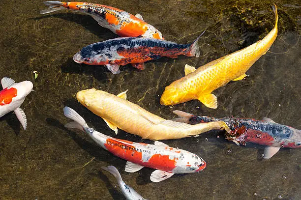 Photo of Diverse school of Japanese Koi fish swim together in pond