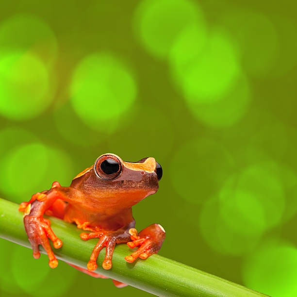 raganella rosso - red frog foto e immagini stock