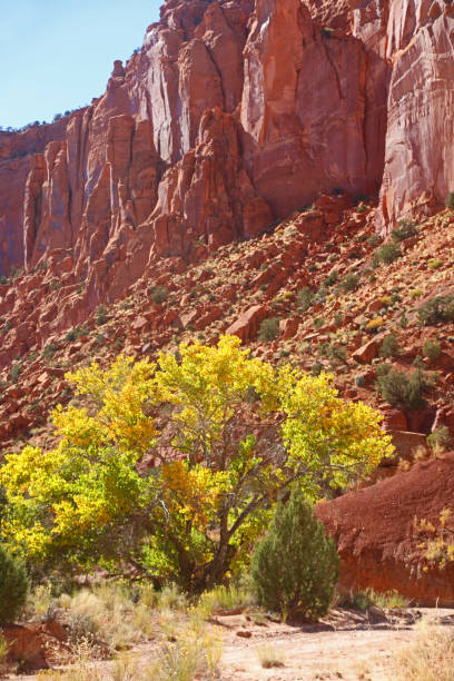 istock Autumn Colors in Calf Creek #2 1777436646