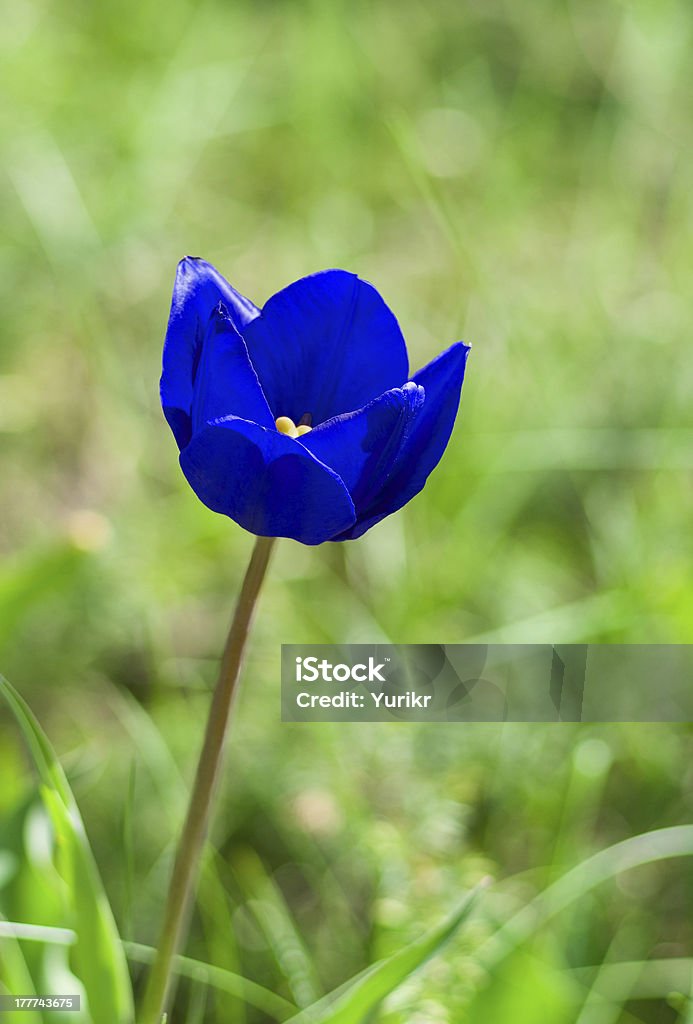 Seltene blue tulip - Lizenzfrei Bizarr Stock-Foto