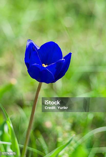 Seltene Blue Tulip Stockfoto und mehr Bilder von Bizarr - Bizarr, Blau, Blume
