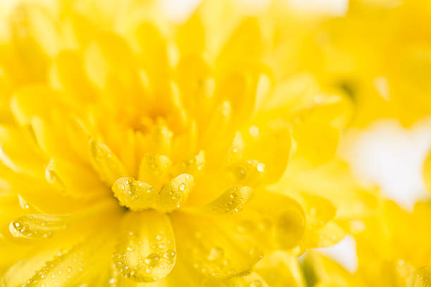 Close up of yellow flower aster, daisy