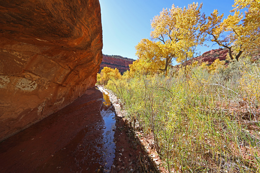 The dry Calf Creek of autumn along a steep red sandstone bank and yellow cottonwood tree grove in Grand Staircase National Monument.