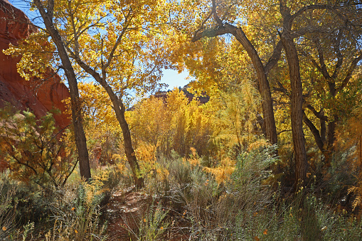 Vivid yellow canopy from cottonwood tree grove on the banks of Calf Creek in Grand Staircase National Monument.
