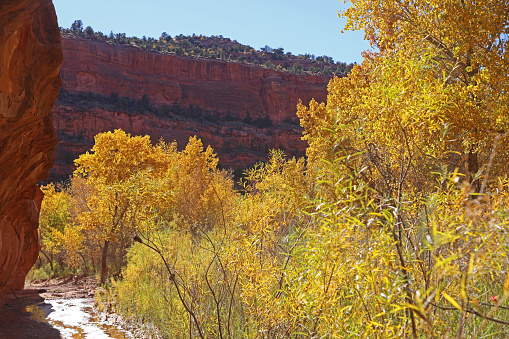 The dry Calf Creek of autumn along a steep red sandstone cliffs and vivid yellow cottonwood tree grove in Grand Staircase National Monument.