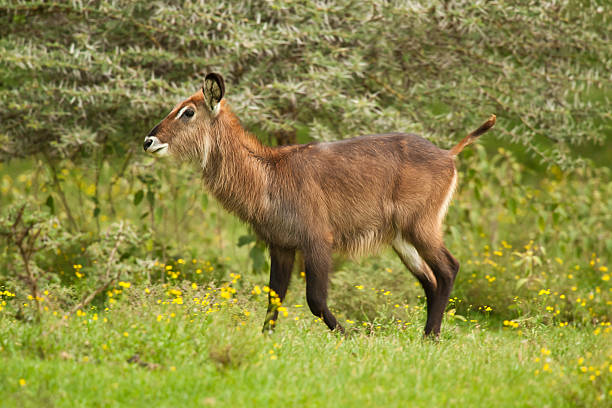 istock Waterbuck in the Bush 177743773