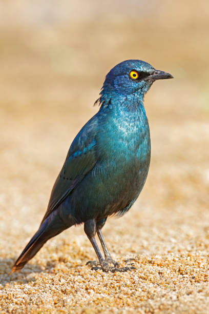 alerte à l’étourneau sansonnet (lamprotornis chalybaeus), parc national kruger, afrique du sud - greater blue eared glossy starling photos et images de collection