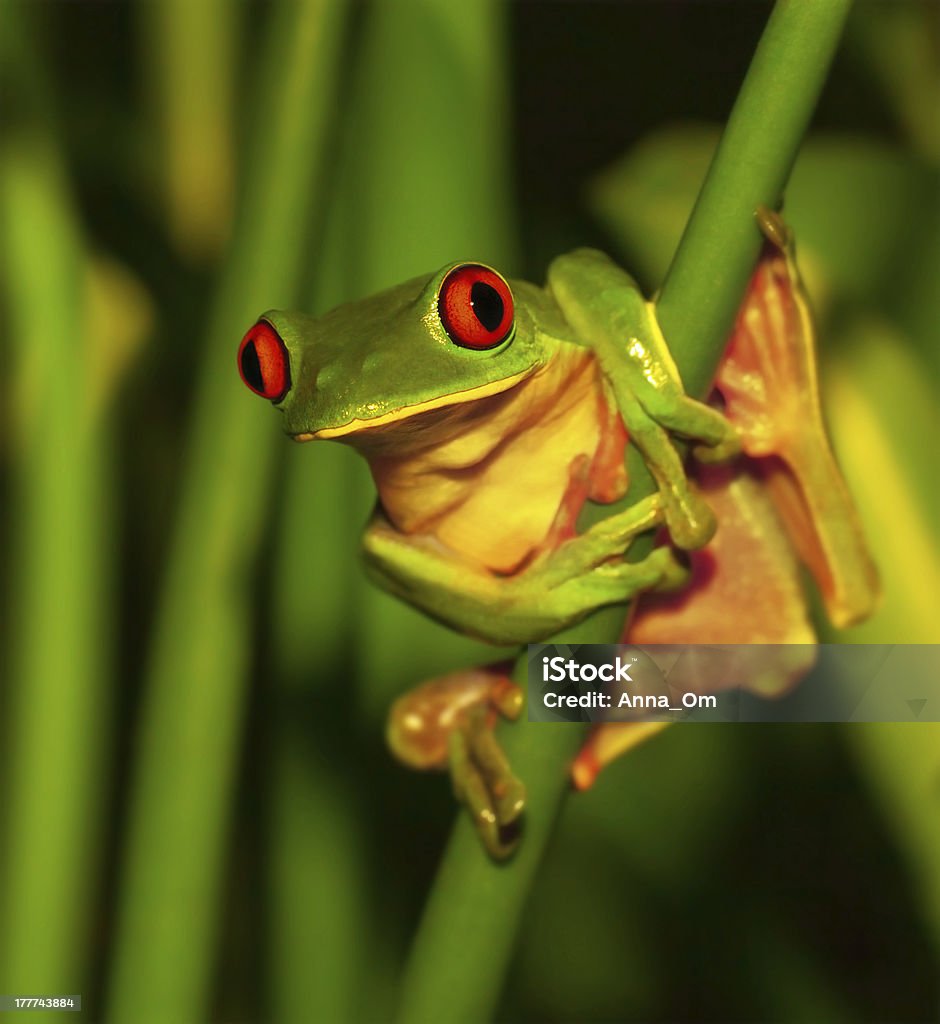 Cute green frog Photo of little cute green frog with red eyes sitting on exotic plant, wild nature of Costa Rica, Central America, sticky red-eyed toad in the park, rain forest, summer season, travel to tropics Amphibian Stock Photo