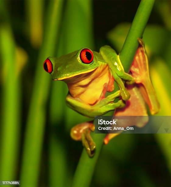 Cute Green Frog Stock Photo - Download Image Now - Amphibian, Animal, Animal Body Part