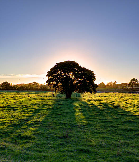 istock Lone tree in the middle of meadows 177743897