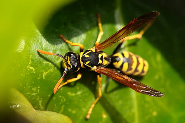 istock Closeup of Large wasp natural background 177743941