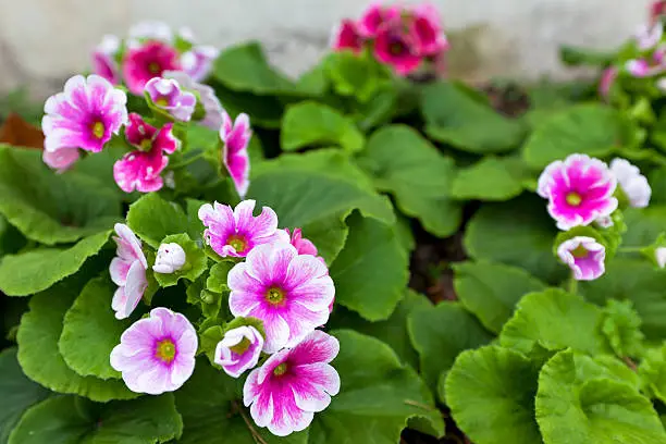 Primula obconica bright pink flowers at outdoor flowerbed