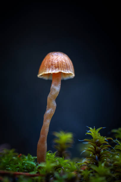 istock Mushroom Growing In The Forest 1777444888