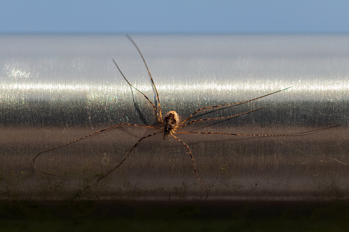 A snapshot of a brown widow spider hanging on its web near a wooden basket inside my house.