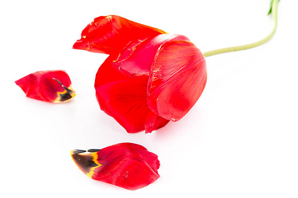 istock Beautiful red tulip isolated 177744594