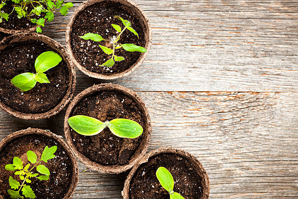 Seedlings growing in peat moss pots Potted seedlings growing in biodegradable peat moss pots on wooden background with copy space Peat stock pictures, royalty-free photos & images