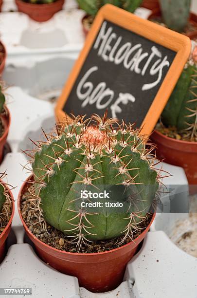 Melocactus Plant Для Продажи — стоковые фотографии и другие картинки Без людей - Без людей, Ботаника, Вертикальный