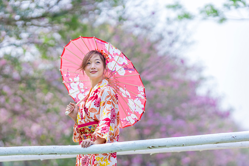 Japanese woman in traditional kimono dress holding umbrella in the bridge while walking in the park at the cherry blossom tree during the spring sakura festival