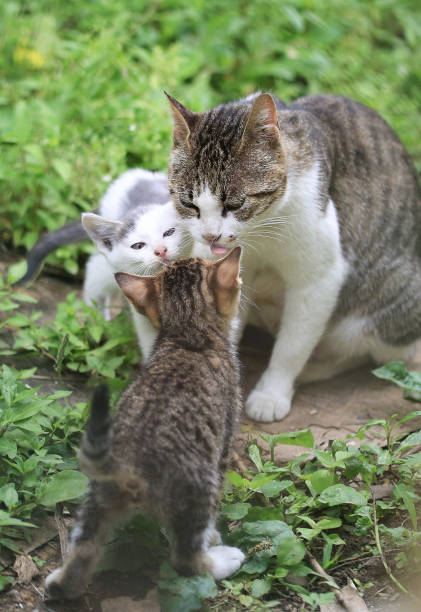 istock Mother and baby cat 1777450097