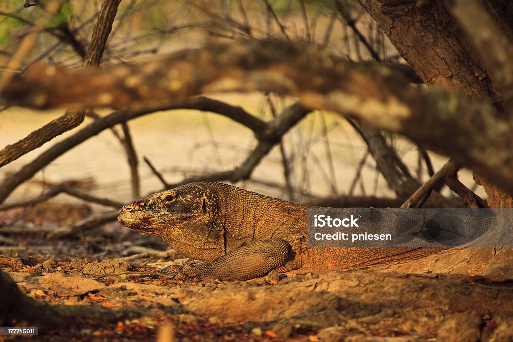 Camouflaged Waran z Komodo (Varanus komodoensis), leżący pod Drzewo - Zbiór zdjęć royalty-free (Atakować z zasadzki)