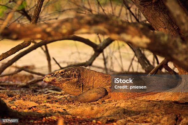 Camouflaged Waran Z Komodo Leżący Pod Drzewo - zdjęcia stockowe i więcej obrazów Atakować z zasadzki