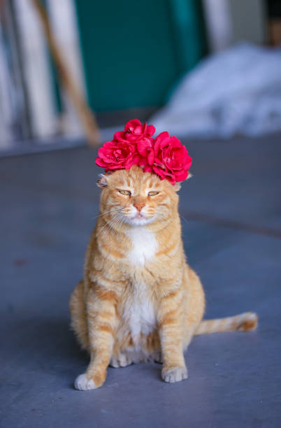istock The Rose and the Cat 1777450635