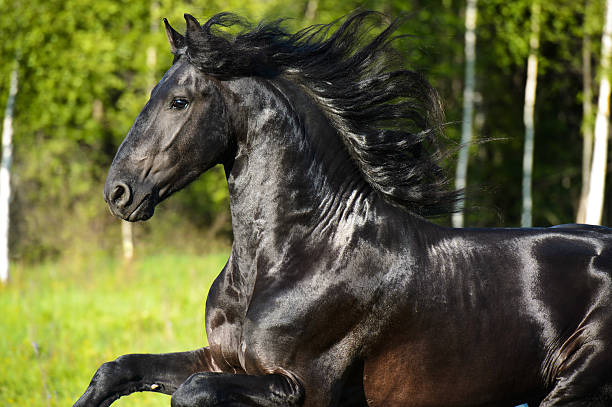 istock Black horse portrait with beautiful mane in motion 177745250