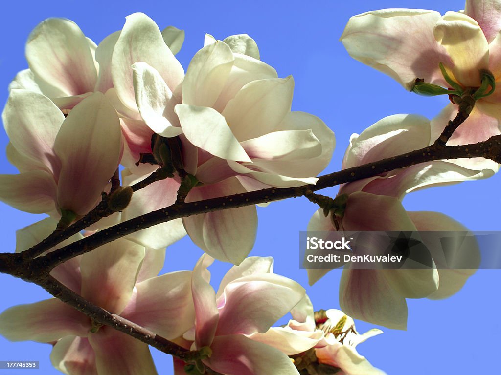 Florecer la primavera de árbol. - Foto de stock de Aire libre libre de derechos
